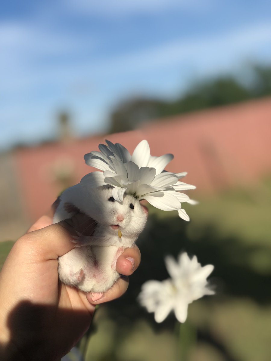 marianalolx's tweet photo. So i was tryna give my hamster a photoshoot and his food fell out of his cheeks ... https://t.co/jq2Ut6Ml7V