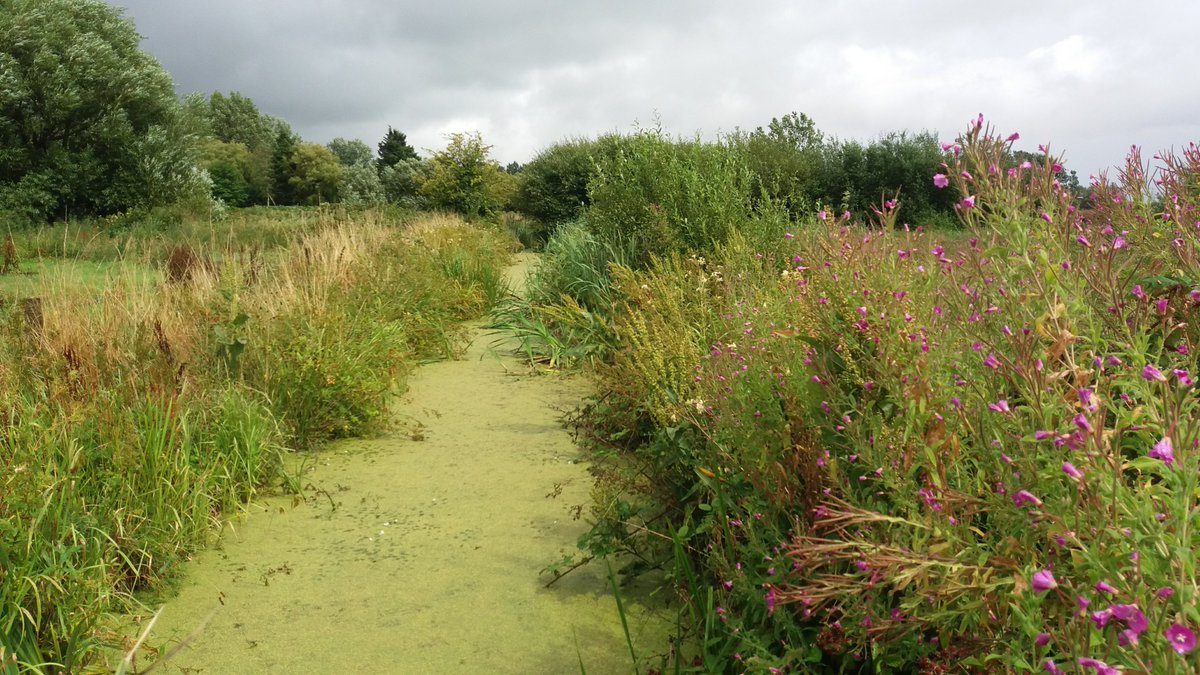 This is a reen, not a typo. Reens = ancient waterways that criss-cross the Gwent Levels, fizzing with wildlife. Some media assumed a mistake when @fmwales cited them and the historic landscape as reasons not to destroy the Levels with a new motorway. Reens are not typos! #NoNewM4