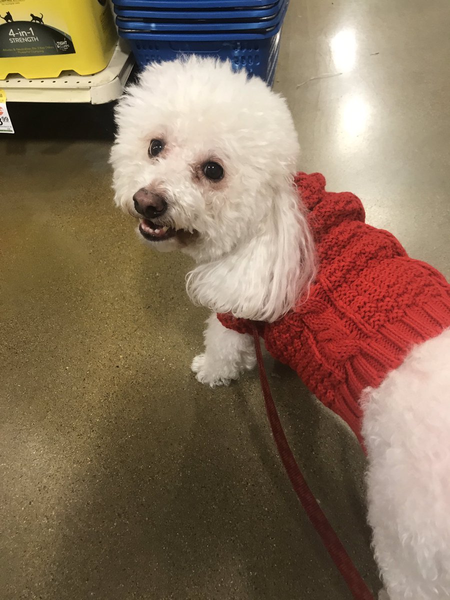 swing96's tweet image. @Jenna_Marbles got Marbles the same sweater I got for Buddy, do I dare say “twins”??