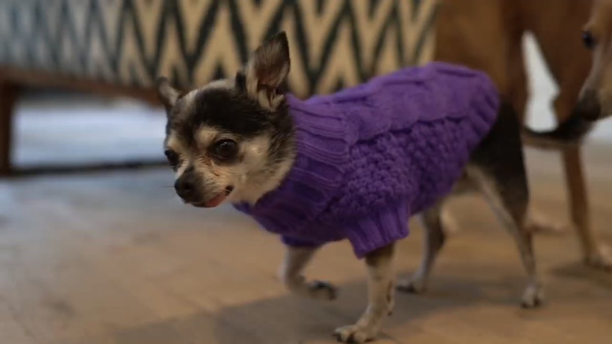 swing96's tweet image. @Jenna_Marbles got Marbles the same sweater I got for Buddy, do I dare say “twins”??
