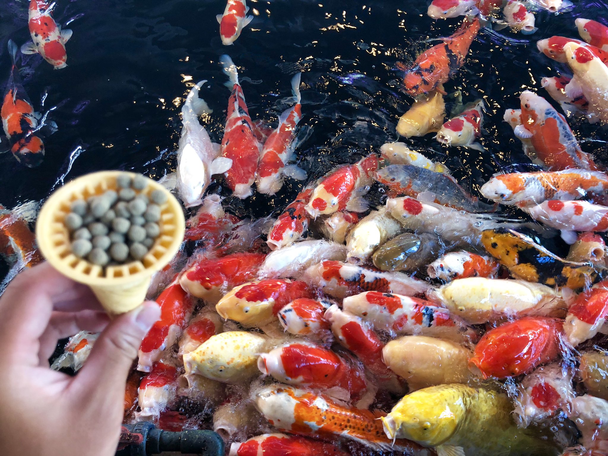ナノクリスタル 市町村制覇旅終了 大量の魚が苦手な人閲覧注意 小千谷市にて 錦鯉の一大生産地 錦鯉の里で鑑賞やエサやりをしました 見た目も綺麗だし 食いつきも良い鯉たちです T Co Tkhnydqkgt Twitter