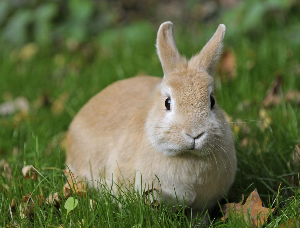 RHVD2 (Rabbit Viral Haemorrhagic Disease) is a fatal, but preventable disease through vaccination. This article, written by one of our vets explains the disease and what we can do to keep our rabbits safe. buff.ly/2WLdWDj