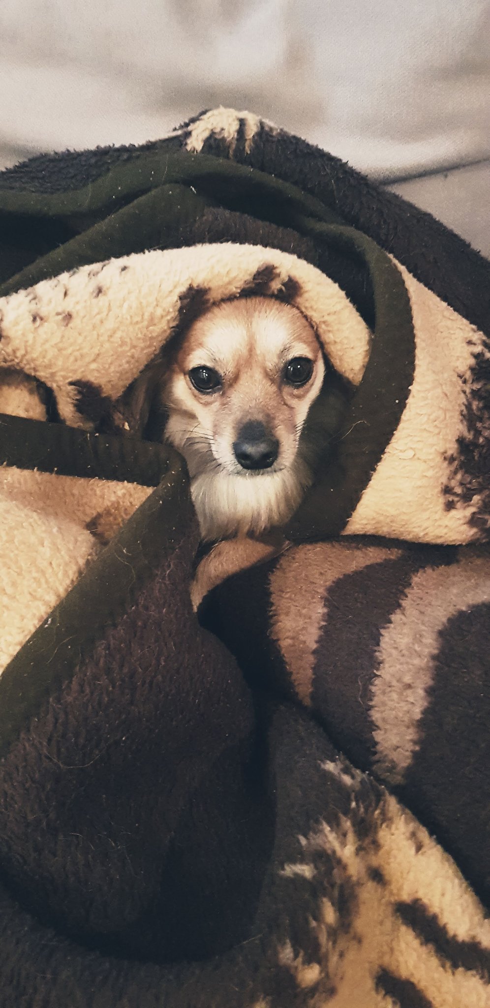 美しい犬 Twitter Search Twitter
