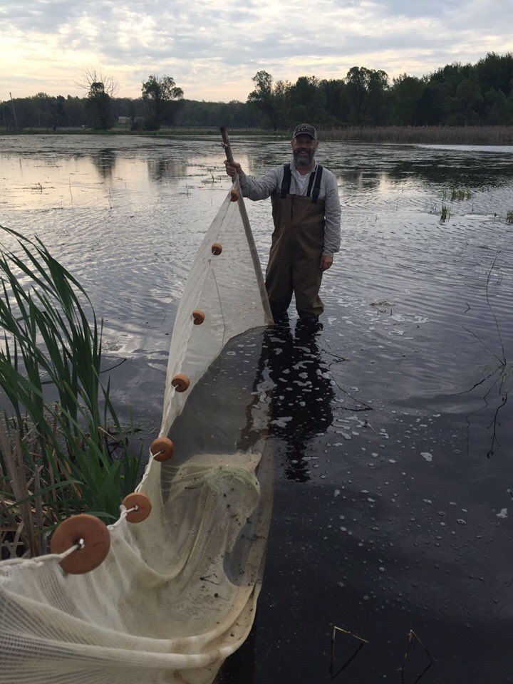 ABR_CMERC's tweet photo. We hosted our first Bioblitz at Corey Marsh! We are still tallying up the results, but so far we are at 188 species (and counting!) Mark your calendars for a larger BioBlitz at Corey Marsh on September 14th! #MSUFW @ARWarwick @jen_owen1 @MSUAgBio https://t.co/gNrA8Pkwmj
