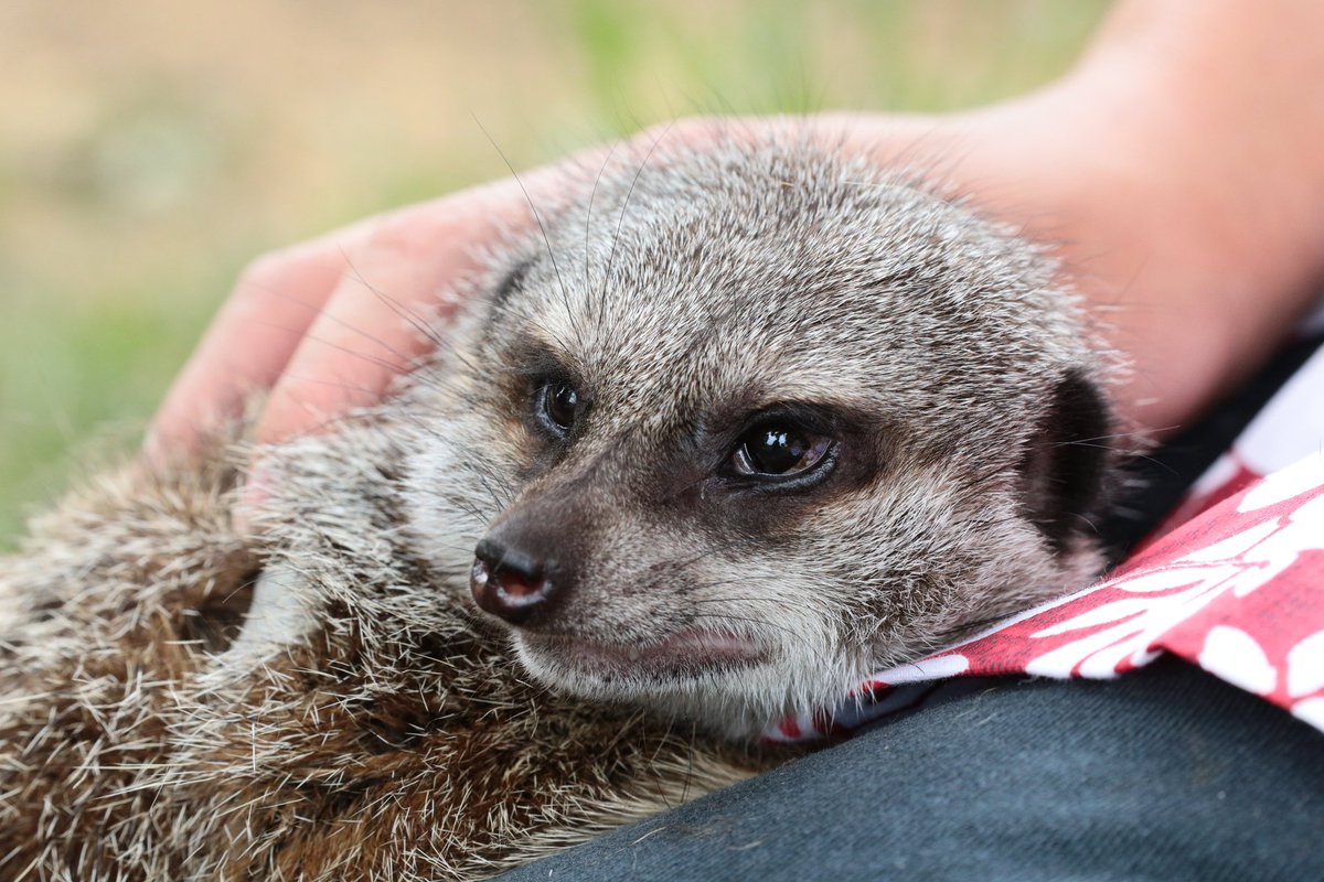 Kanou 東武動物公園 ミーアキャット 動物パレード休憩中のおもち 丸顔で可愛い女の子 ちょこっと見えてる歯が可愛いヾ