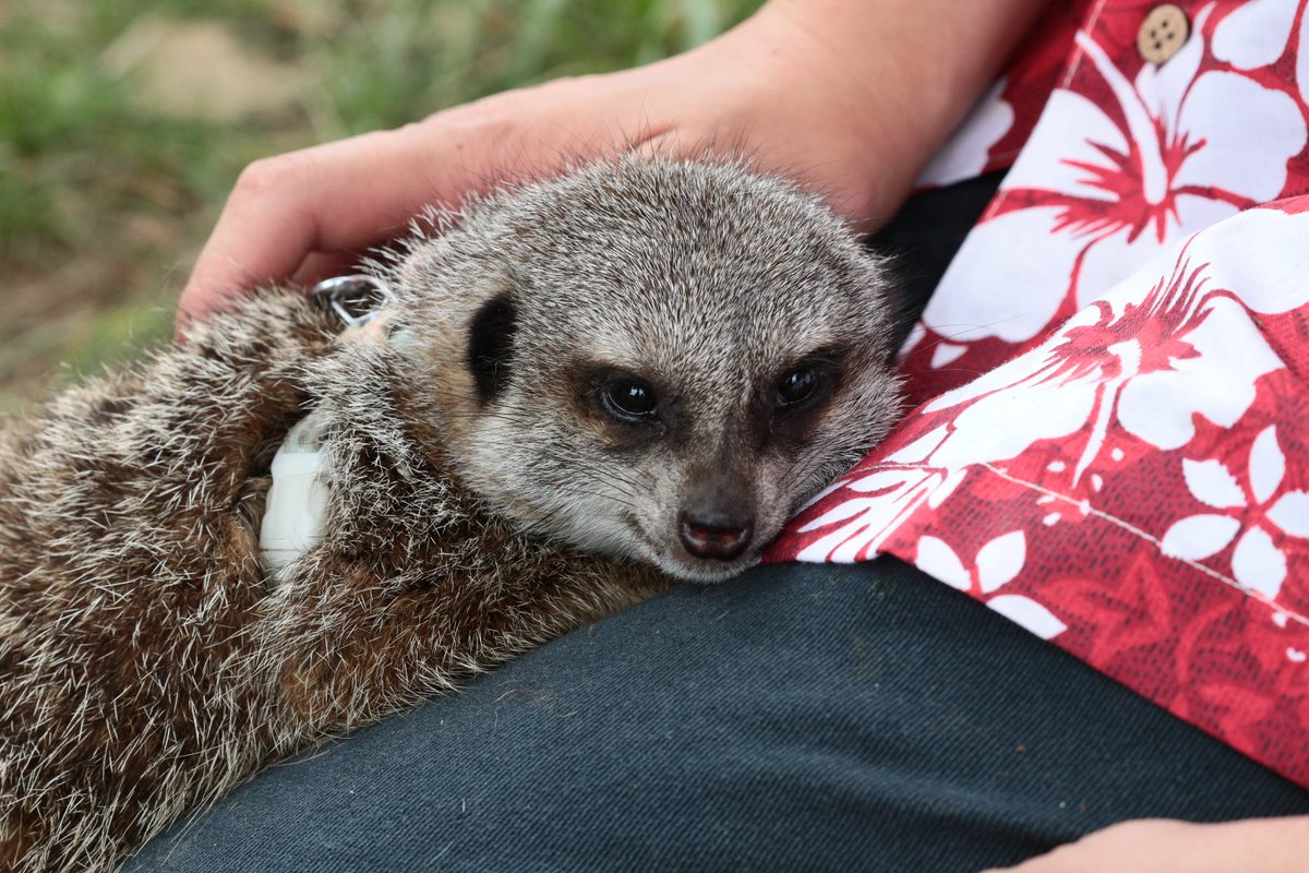 Kanou 東武動物公園 ミーアキャット 動物パレード休憩中のおもち 丸顔で可愛い女の子 ちょこっと見えてる歯が可愛いヾ