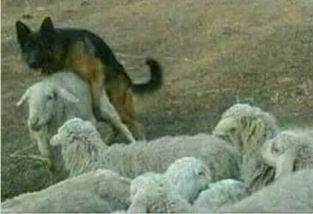 nacholozano's tweet photo. Ya no se puede confiar en ningún pastor. https://t.co/GmAak6C1jj