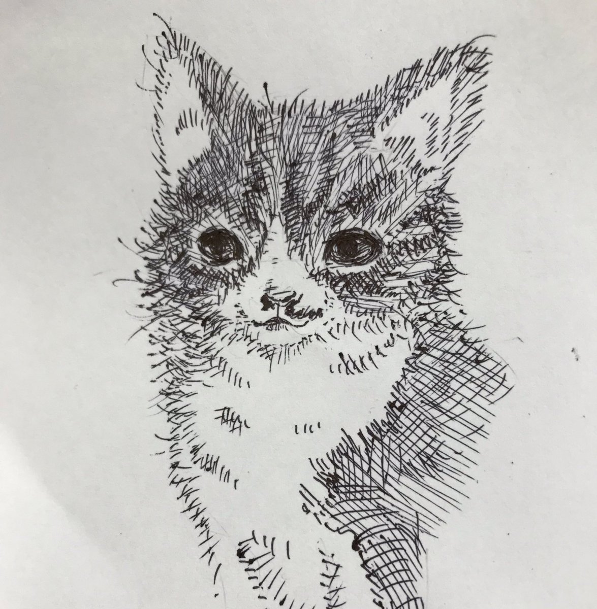 miaowmiaowmew's tweet photo. 仔猫って難しいですね…
#フツカ https://t.co/kF0BhFJaXP