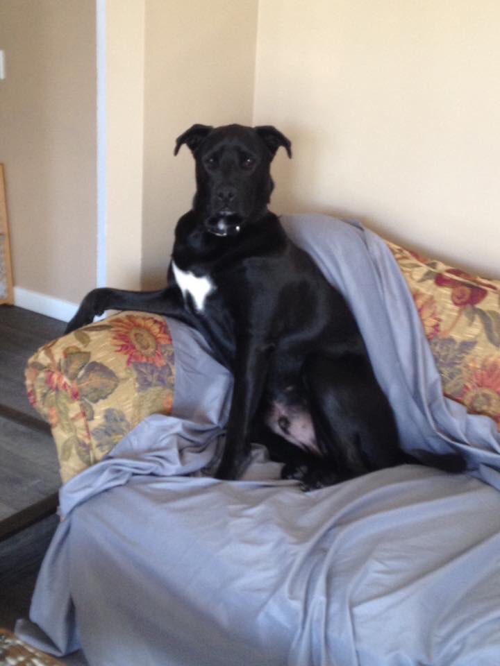 Lisaatdottified's tweet photo. Took this awhile ago - finish this sentence I donโt always sit pretty, but when I do.....#yycdogs #dogsoftwitter #ted #mrhandsome #sogoodlooking https://t.co/H3b3Dqk7PZ