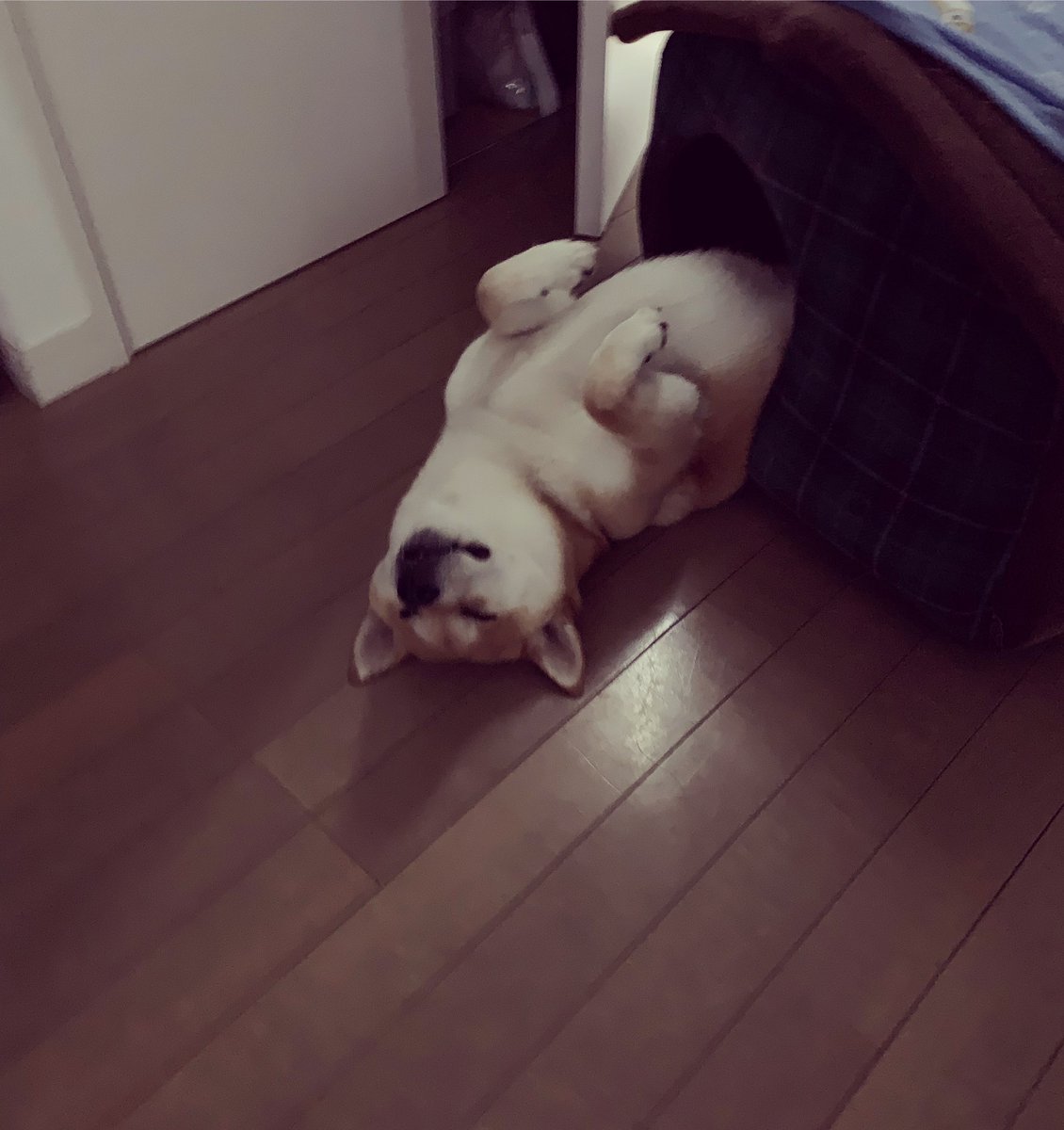今村寛之 A Twitter 朝 ハウスからこぼれ落ちたまま寝てる犬 柴犬 豆柴 森平犬舎 世田谷 東京 19年夏 今村寛之 A Twitter 朝 ハウスからこぼれ落ちたまま寝てる犬 柴犬 豆柴 森平犬舎 世田谷 東京 19年夏