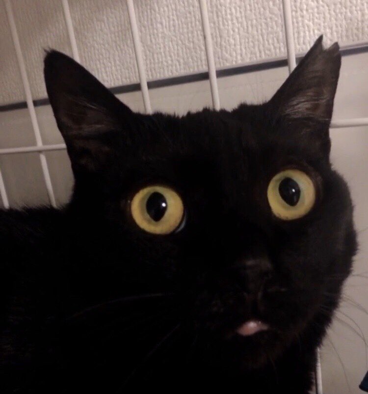 あほずらみぞれ