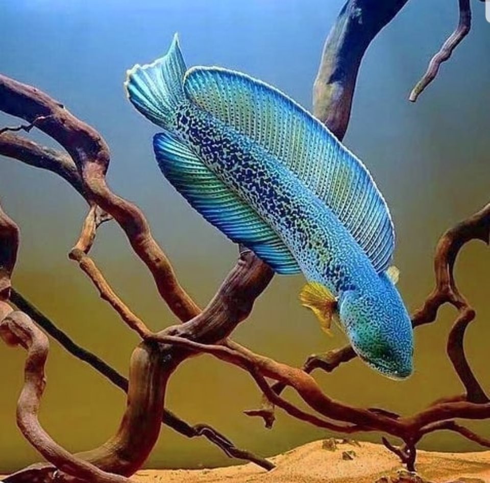 snakehead fish aquarium