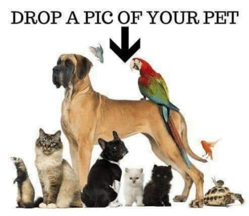 Lady Penelope tweet media