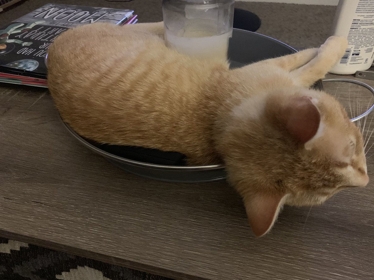 MMeag14's tweet image. I’m officially titling this the “if I fits, I sits,” series of my kitten Liberty. #CatsOfTwitter #catogram