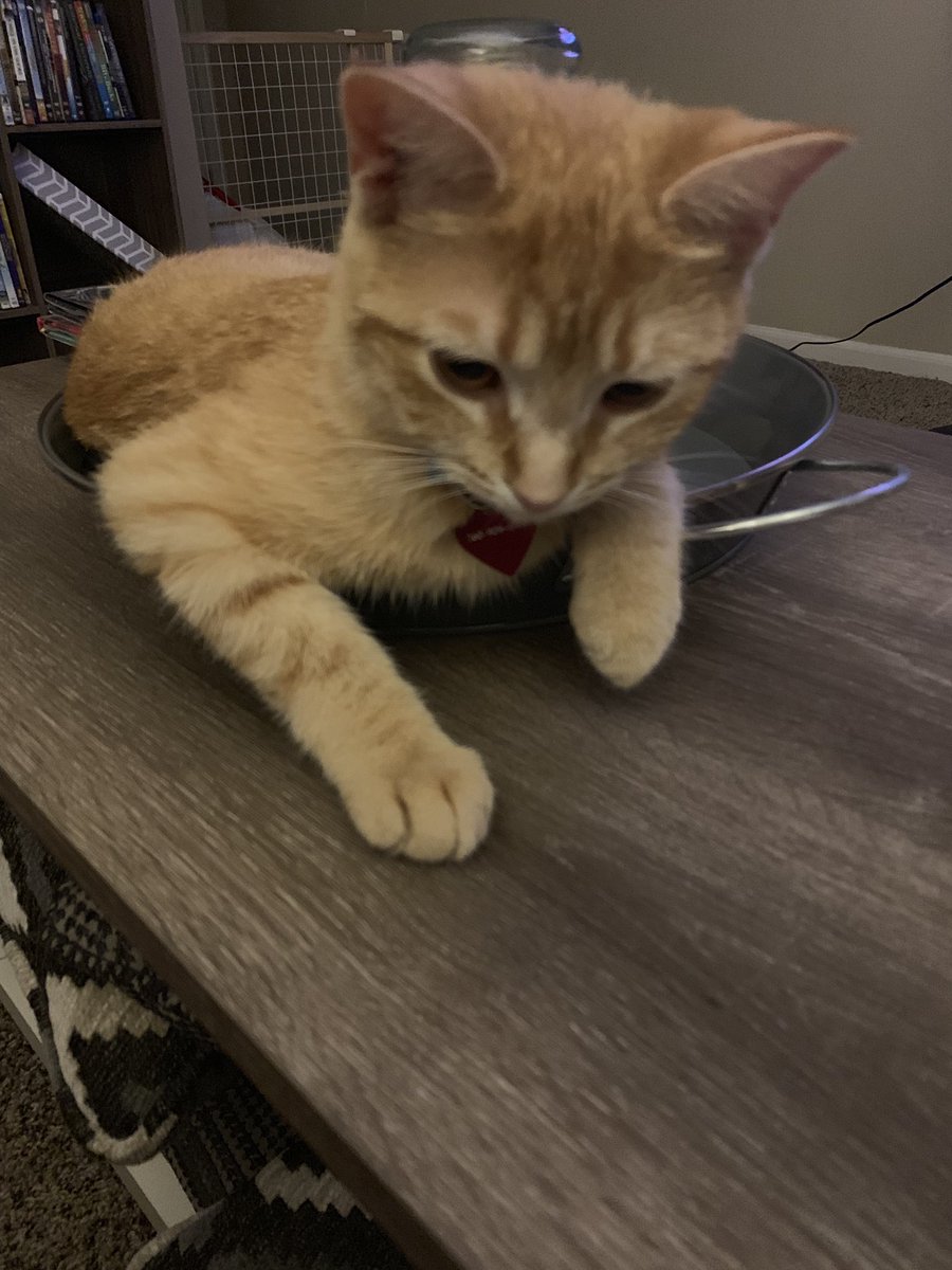 MMeag14's tweet image. I’m officially titling this the “if I fits, I sits,” series of my kitten Liberty. #CatsOfTwitter #catogram