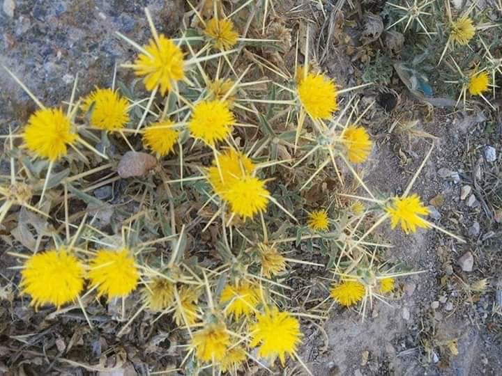 Beekeeping_Iraq's tweet photo. مشتمين ريحة العسل هذا الوقت
اني من اتقرب عالخلايا بيها ريحة عسل قويه ولونه اصفر مائل الى الخضره 
هذا نسميه عسل الصفير  /من العراق https://t.co/T84yaq1RVS