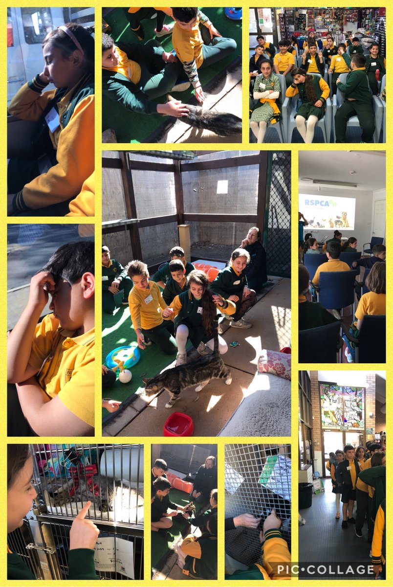 Classroom teacher (@msbnguyen) on Twitter photo We are exhausted after an exciting session at the <a href="/RSPCANSW/">RSPCA NSW</a> which included informative facts about felines. Question of the day: Do cats really have nine lives? #adoptme #careforanimals #cuteandcuddly <a href="/Genelle029/">Genelle Petruszenko</a> <a href="/FairWestPS/">Fairfield West PS</a> We are exhausted after an exciting session at the <a href="/RSPCANSW/">RSPCA NSW</a> which included informative facts about felines. Question of the day: Do cats really have nine lives? #adoptme #careforanimals #cuteandcuddly <a href="/Genelle029/">Genelle Petruszenko</a> <a href="/FairWestPS/">Fairfield West PS</a>