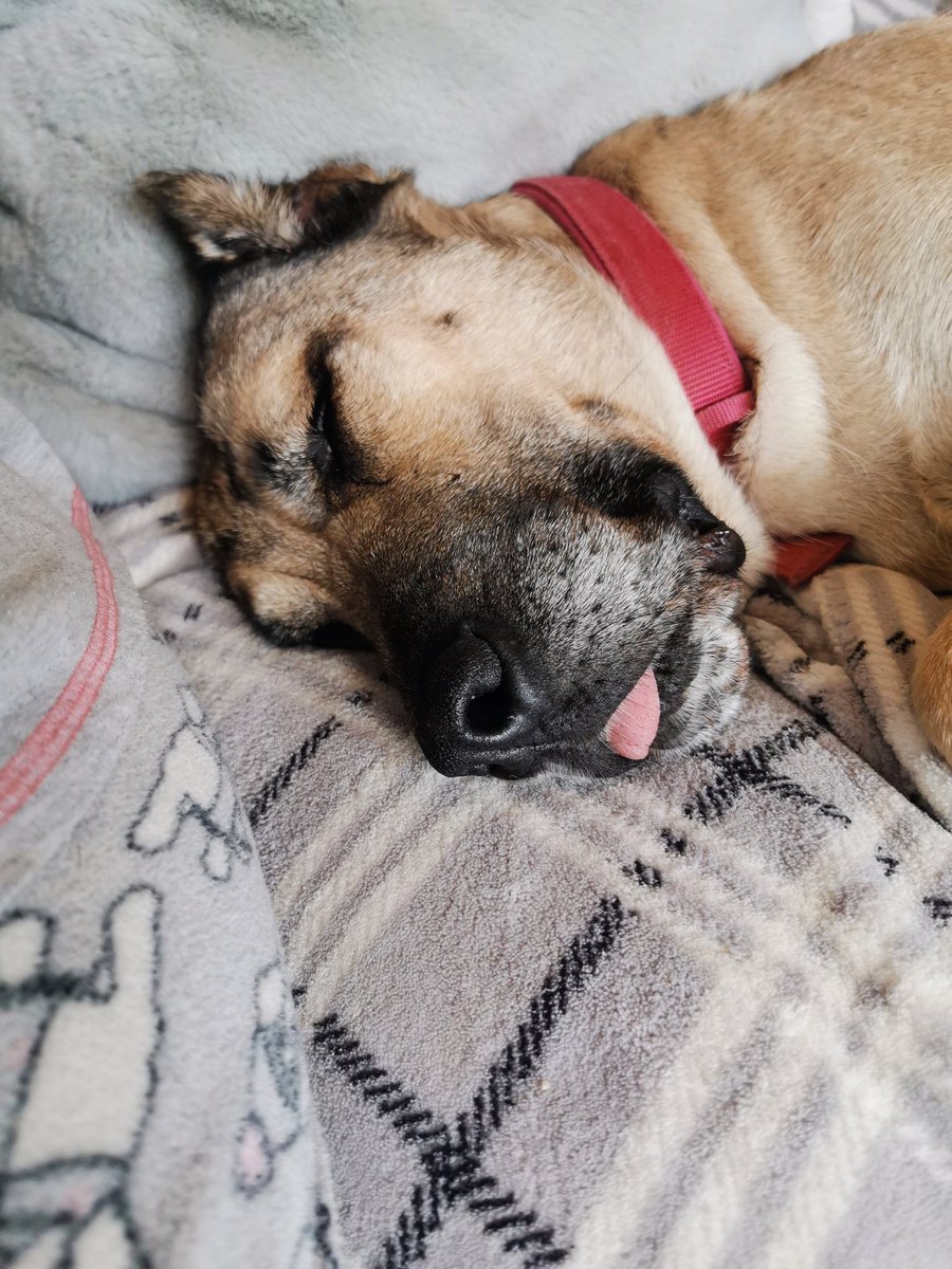 dogbus999's tweet image. Frida had an OK night. Her toilet and sickness both bright red with blood has slowed and nearly stopped. Her blood results show infection so being treated with strong antibiotics and pain killers. Bless her she could hardly lift her head. Thank goodness for caring vets #panicover