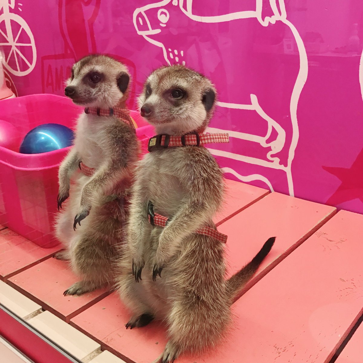 原宿かわいい動物園 Twitter પર 朝からミーア立ちしてる ちくわとガンモ 今日は何人と遊んでくれるかな 原宿 かわいい 動物園 原宿かわいい動物園 Onlyjapan Zoo Animalcafe Tokyo Kawaii ミーアキャット Meerkat T Co Ge0sqmtg66