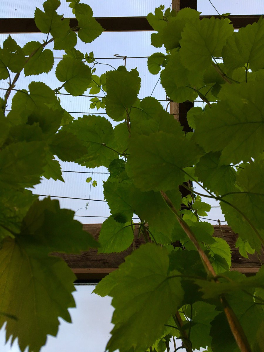 Hop Plants last sale @alley_kat_beer Thurs 6June 5 to 7pm.  Four ft of hop plants stretching out to last light of the day. Tomorrow they all go into @alley_kat_beer for sale - time to go out into the wide world! See you for Hop plants at #alleykatbeer #abbeer #abhop #hop