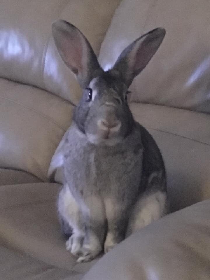 aboutabunny's tweet photo. Mom and dad let me stay up late to watch Hop Quiz on @FallonTonight with @jimmyfallon and @KevinHart4real. Made me so hoppy! #spoilednotboiled https://t.co/bUTVUdVAAK