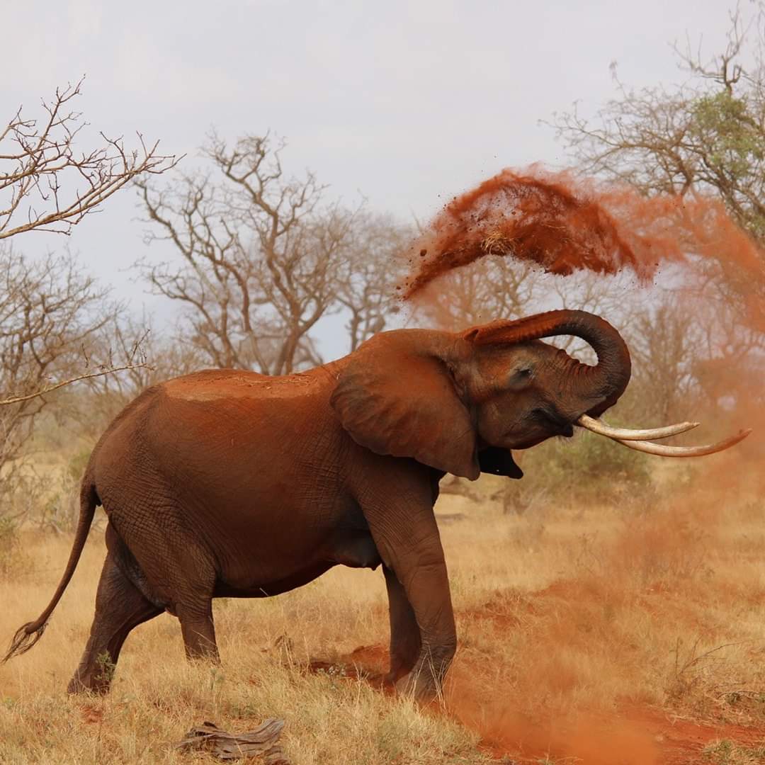 CheapiFlyFares's tweet image. South Africa and South America are on SALE with @Qantas 🌴🦁🦒👉 ifly.net.au/qantas

Hurry, sale ends 11.59pm (AEST) 11 June 2019, unless sold out prior. #travel #africa #southamerica #wanderlust #cheapflights #australia