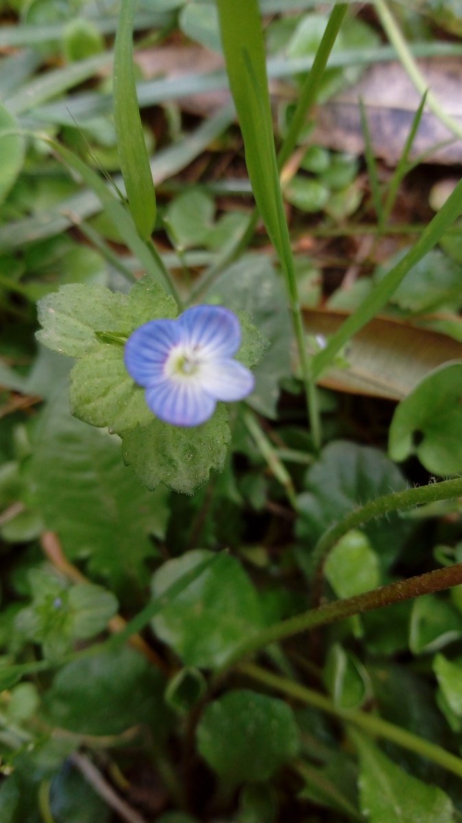 SciCom15's tweet photo. 🌺🌿[Angiosperme n°6] 🌿🌸
Veronica montana, Linné 
Famille : Plantaginaceae
Nom vernaculaire : Véronique des montagnes
12/05/2019- Montpellier
#SciCom #Angiospermes #nature #fleurs #flower https://t.co/amB6jL1yXB