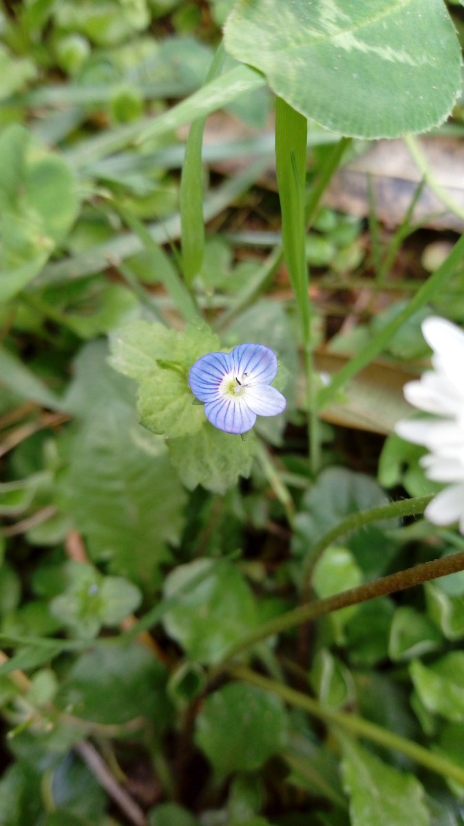 SciCom15's tweet photo. 🌺🌿[Angiosperme n°6] 🌿🌸
Veronica montana, Linné 
Famille : Plantaginaceae
Nom vernaculaire : Véronique des montagnes
12/05/2019- Montpellier
#SciCom #Angiospermes #nature #fleurs #flower https://t.co/amB6jL1yXB