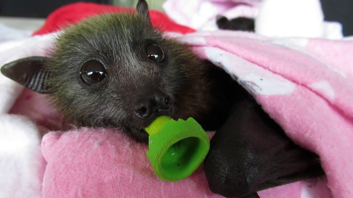 pienar's tweet photo. holy shit they give baby bats pacifiers tears are streaming down my face https://t.co/wQyOIs7WzM