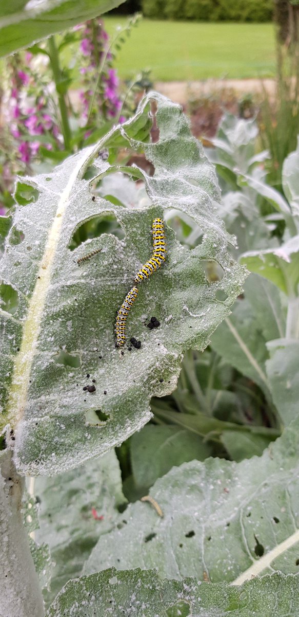 WFGA_'s tweet photo. Mullein moths are munching away now on verbascums. Inspect yours on a regular basis and pick off any you see to avoid leaves full of holes! #topicaltips https://t.co/SowbijlJoS