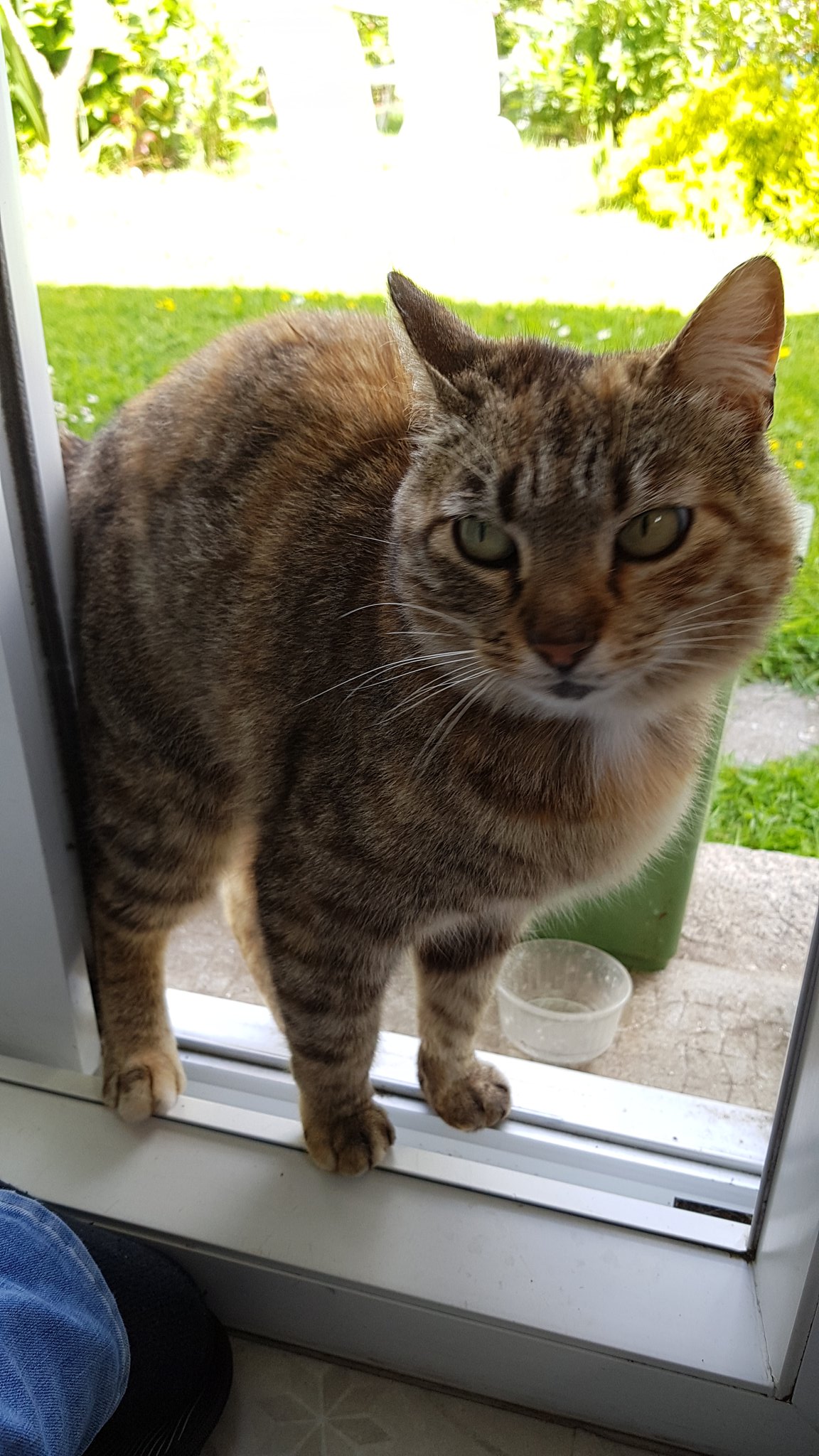 Pierre Yo Twitter Ca Fais Plus De 2 Semaines Que Ce Chat Reste Dans Notre Jardin Sur Quimper Il Semble Perdu Il A Un Collier Rouge Mais Rien N Est