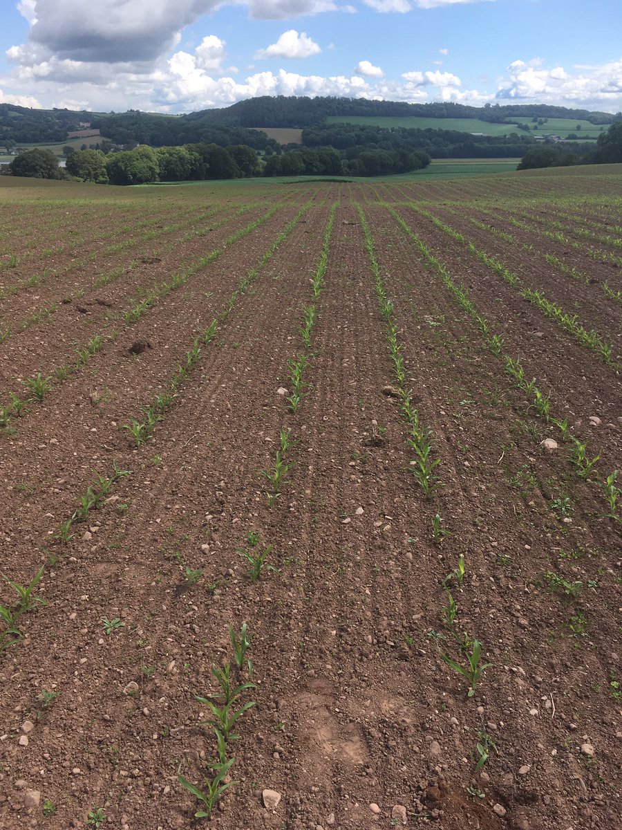 cropwalkerchris's tweet photo. Rotation is going to become more important going forward with the loss of seed treatments. Sonido treated maize after grass still struggling to hold off the enemy @AgriiUK https://t.co/bOqpVWSW8H