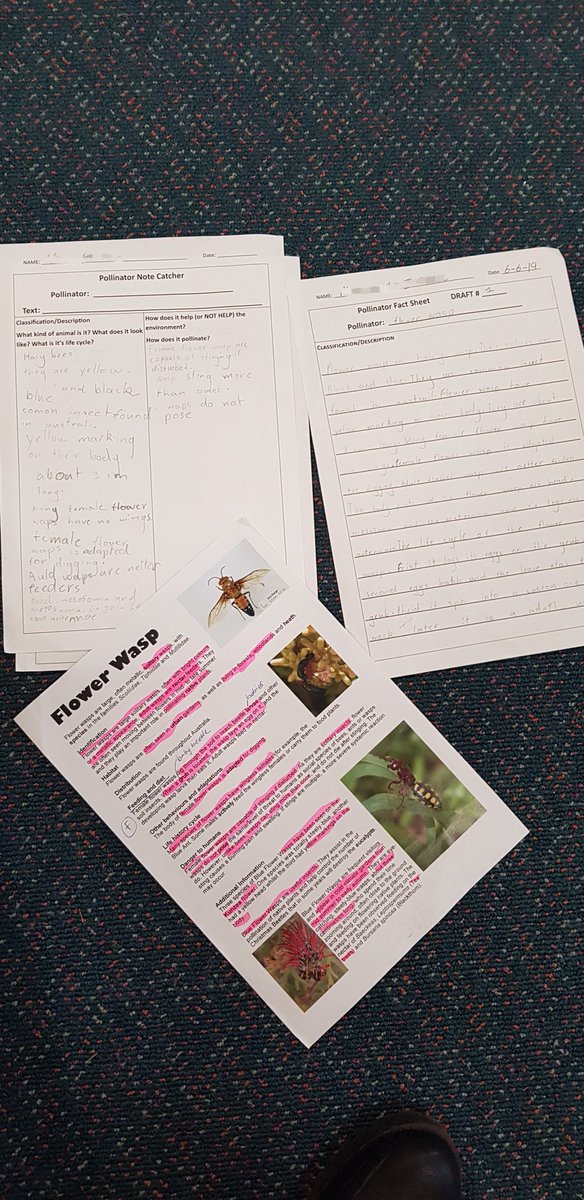 LaineyLou81's tweet photo. So very proud of my little people today! Even my reluctant writers cheered when i told them we would be continuing on with our research and writing after lunch!! #PBL #BPPS_PL #deepdive #pollinators #multipledrafts #highqualitywork https://t.co/Qt8lJOeTnP