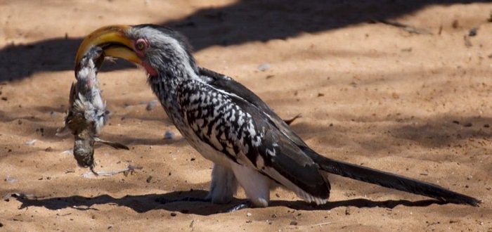 Zoologimy On Twitter Enggang Sama Enggang Pipit Sama Pipit Why They Can T Be Together Southern Yellow Billed Hornbill Had Caught One Of The Adult Southern Grey Headed Sparrow And It Was In The Process