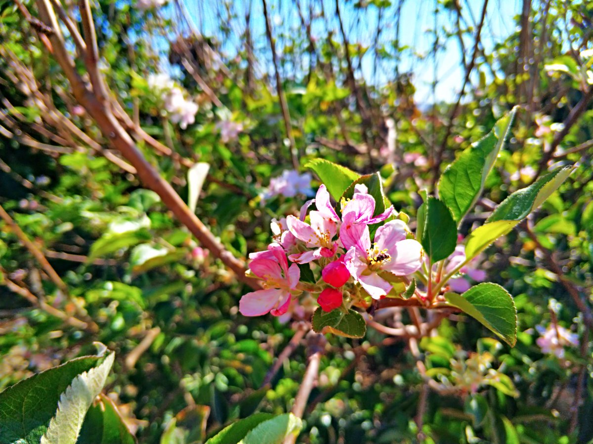 La #primavera nos sigue regalando imágenes en nuestros #campos tan #bonitas como este #manzano en #flor #FelizJueves desde #LaHuertaDePancha
