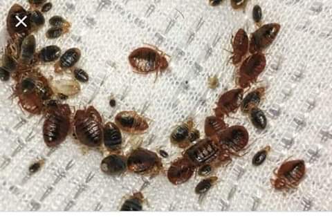 FaneganMatthew's tweet photo. It is the commonest household
Pest now, very irritating and can be so embarrassing but it's controllable. Contact TENNIS and DEMMY CONCEPTS on 08039390490, 08118010430. https://t.co/UiIa10ZiWY