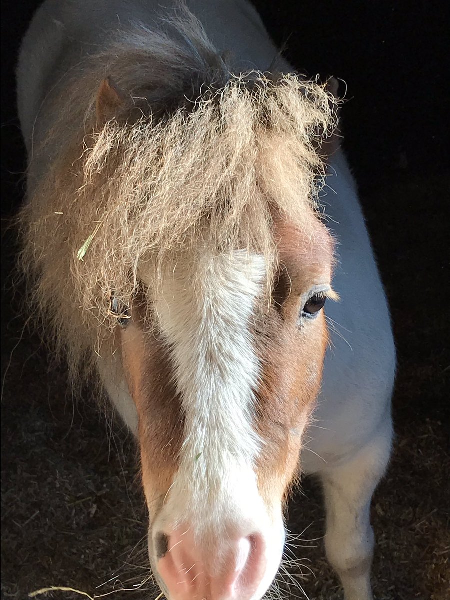 Rabbitminiature's tweet photo. I do look cute with the sun in my hair #PonyHour #rabbit #tinypony https://t.co/YfxyIAQQGc