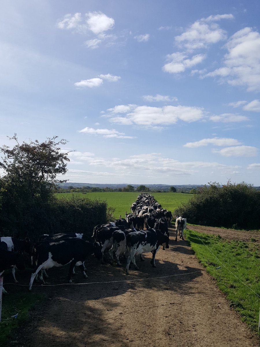 john_mac6's tweet image. #Moorepark19 #ThisisDairying  #TeamDairy #GrassToMilk