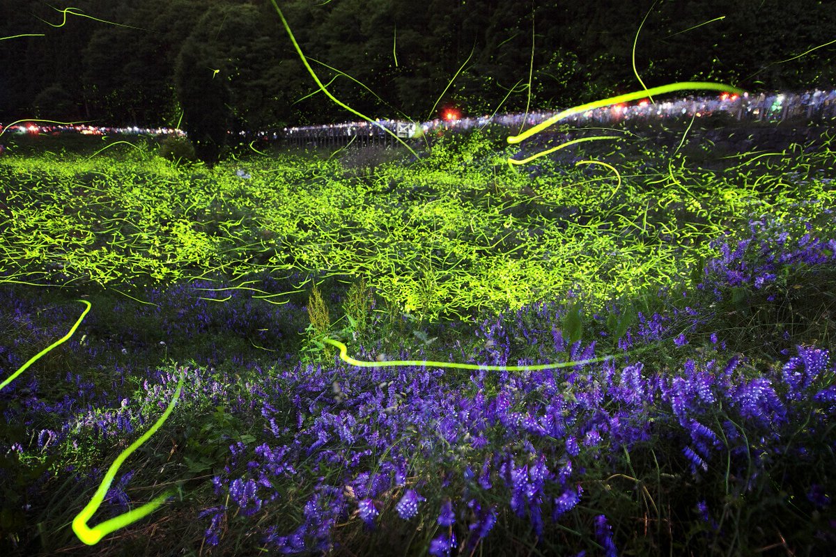 この夏は美しいほたるの光を見にいきませんか？6/15（土）～6/23（日