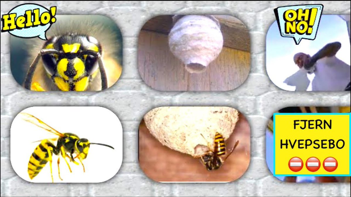 DIY_DK's tweet photo. ⛔️🐝⛔️🐝⛔️🐝⛔️
FJERN HVEPSEBO:
https://t.co/rHGZEENgTY
FØR HØJSOMMEREN‼️
⛔️🐝⛔️🐝⛔️🐝⛔️
#dkmedier #dksocial #dkbyg #Danmark #Sommer #hvepse #hveps #bi #bier #handyman #gørdetselv #diy #aalborg #aarhus #dkmiljø #dyrevelfærd #dksund #gratis #paspåivarmen #cphftw #ifb #ff https://t.co/IWnMPzswvM