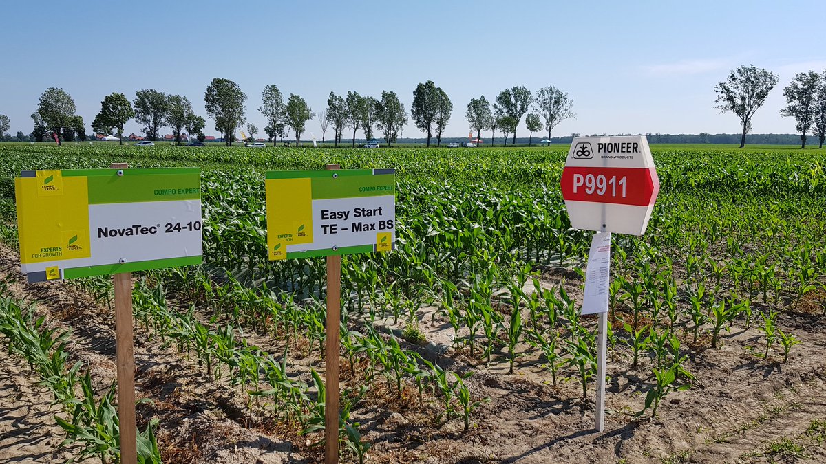 samcosystem's tweet photo. Nearly finished setting for the open day here in South Poland. In the plots we have @PioneerSeeds P9127, P9074, P9911 and P0725.

All looking very good 🌽👍🏼#globalambition @Entirl #samcomaize #samcofilm https://t.co/ZbsdkiKDuZ
