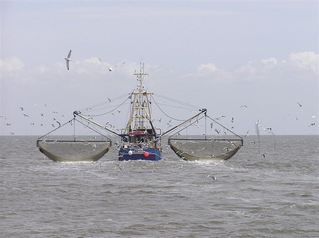 gustavoduch's tweet photo. Cuando pidamos pulpos a la gallega, sepamos de donde vienen. 
De nuevo, las aguas del Sahara Occidental serán expoliadas por barcos españoles.
https://t.co/FAd2uhMRMV https://t.co/1a9J0XDUql