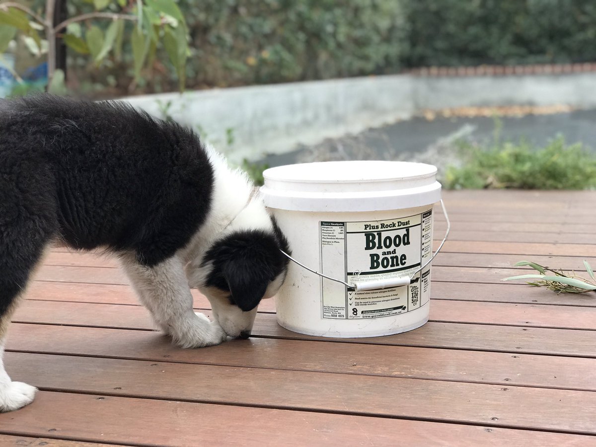 PerthRainBucket's tweet photo. #AryaTheDog and I are preparing for the rain ... bring it! #perthrain #puppiesrule #Aussie https://t.co/OHclQYmOg1