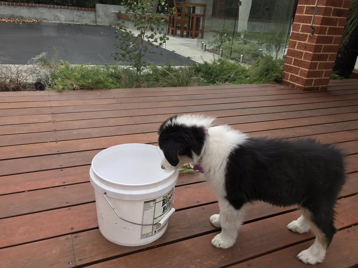 PerthRainBucket's tweet photo. #AryaTheDog and I are preparing for the rain ... bring it! #perthrain #puppiesrule #Aussie https://t.co/OHclQYmOg1