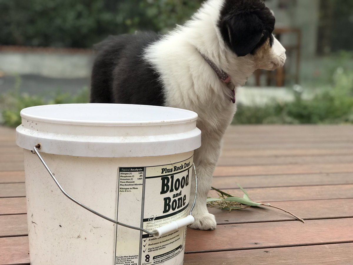 PerthRainBucket's tweet photo. #AryaTheDog and I are preparing for the rain ... bring it! #perthrain #puppiesrule #Aussie https://t.co/OHclQYmOg1