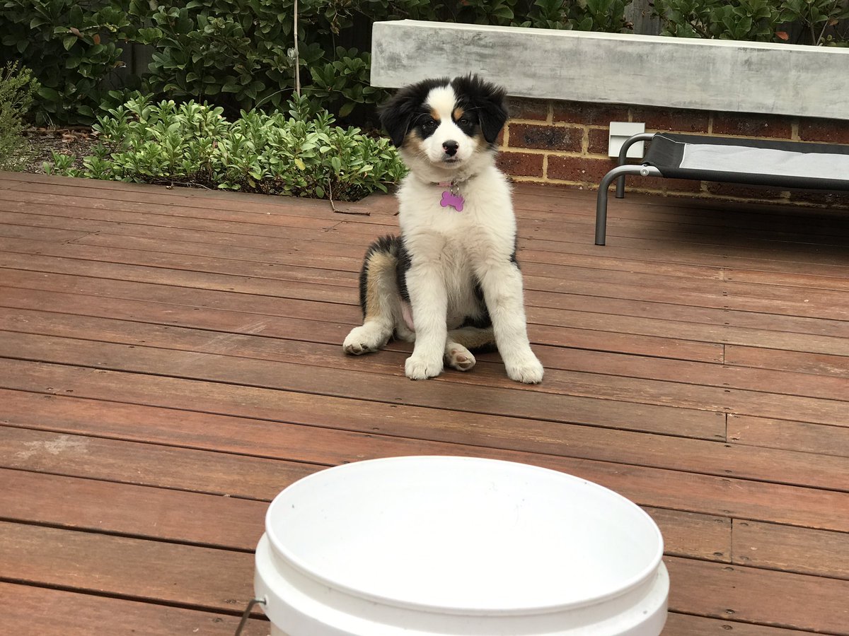 PerthRainBucket's tweet photo. #AryaTheDog and I are preparing for the rain ... bring it! #perthrain #puppiesrule #Aussie https://t.co/OHclQYmOg1