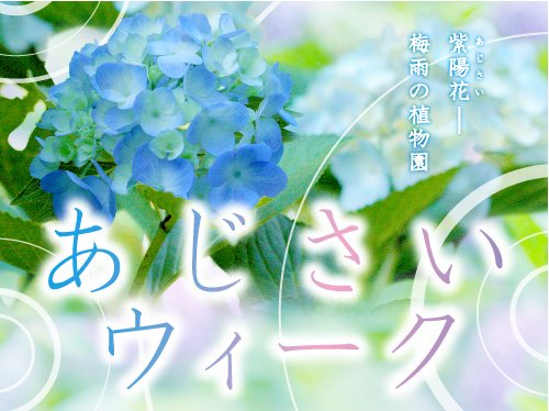 大阪市広報 على تويتر 紫陽花 アジサイ ウィーク を開催します 6月30日 梅雨の時期に見頃を迎えるアジサイ 期間中には 花菖蒲とアジサイ展 6月9日 アジサイの栽培管理 講習会 6月30日 を開催します ぜひ 長居植物園にお越しください