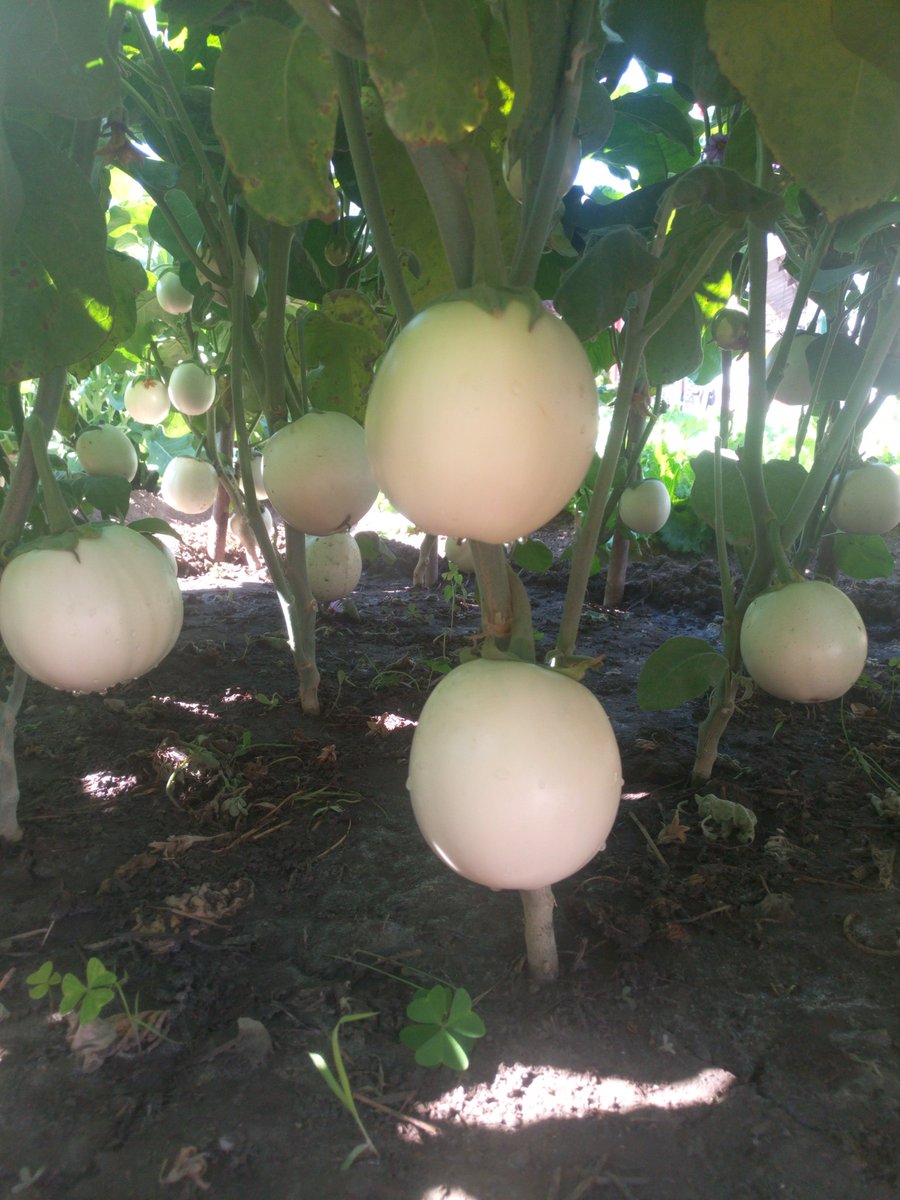 natasha_mhango's tweet photo. When crops are managed well #impwa #soilhealth matters too #caminex https://t.co/VrR8d8FPax