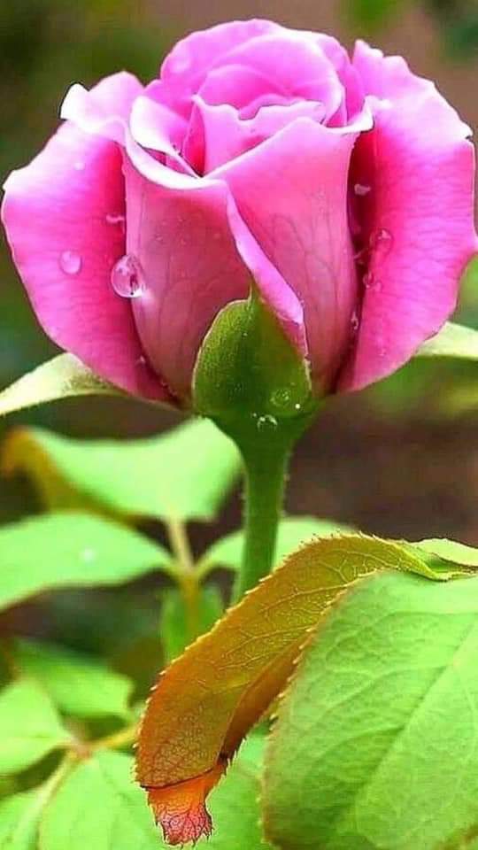 #صباحكم_يُسر
لا يتبعه عسر
صباح التوكل  
صباح الأمل 
بمن بيده كل العطاء

رَبي لٱ تحرمنا من أمنيہ تُفرح قلوبنا 
و توفيقًا ينير دروبنا و سَعادھ تُذهب أحزاننا ...