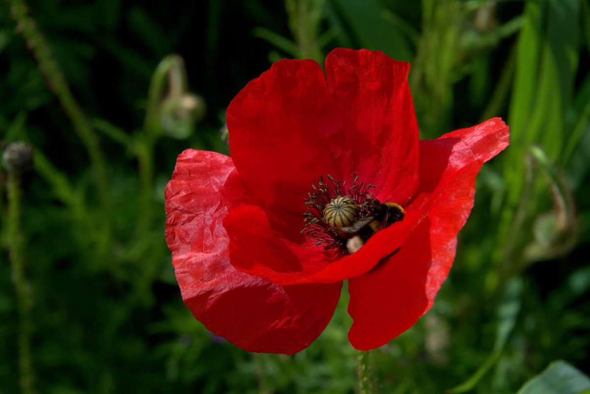 cln_weaver's tweet image. In honour of those men on the beaches #DDay75